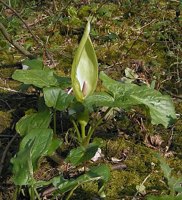 Arum maculatum